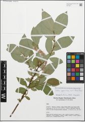 Foto von Salix apennina A. K. Skvortsov